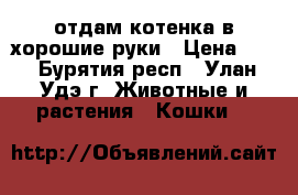 отдам котенка в хорошие руки › Цена ­ - - Бурятия респ., Улан-Удэ г. Животные и растения » Кошки   